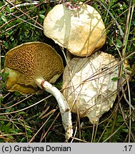 Suillus flavidus (maślak błotny)