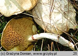 Suillus flavidus (maślak błotny)