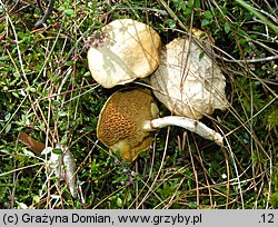 Suillus flavidus (maślak błotny)