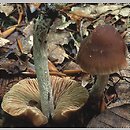 znalezisko 20000715.19.00 - Naucoria bohemica (olszóweczka czeska); Dolny Śląsk, lasy milickie