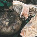 Russula sect. Compactae