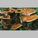 znalezisko 20000730.7.00 - Cortinarius purpurascens (zasłonak purpurowiejący odmiana mięsista); Dolny Śląsk, lasy milickie