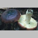 znalezisko 20000730.15.00 - Russula atropurpurea (gołąbek ciemnopurpurowy); Dolny Śląsk, lasy milickie