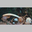 znalezisko 20000806.2.00 - Mutinus caninus (mądziak psi); Dolny Śląsk, lasy milickie