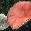 znalezisko 20000806.10.00 - Gomphidius roseus (klejówka różowa); Dolny Śląsk, lasy milickie
