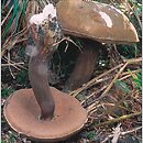 Porphyrellus porphyrosporus (grzybiec purpurowozarodnikowy)
