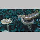 znalezisko 20000814.1.00 - Amanita regalis (muchomor królewski); Dolny Śląsk, Góry Bialskie