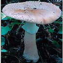 znalezisko 20000815.2.00 - Amanita rubescens (muchomor czerwieniejący); Dolny Śląsk, Góry Bialskie
