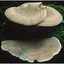 znalezisko 20010505.1.01 - Polyporus ciliatus (żagiew orzęsiona); Dolny Śląsk, dolina Odry