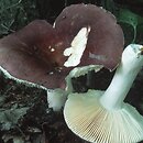 znalezisko 20010707.1.01 - Russula alutacea (gołąbek cukrówka); Dolny Śląsk, dolina Odry