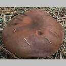 znalezisko 20010807.6.01 - Imleria badia (podgrzyb brunatny); Kaszuby