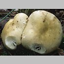 znalezisko 20010909.2.01 - Russula violeipes (gołąbek fioletowonogi); Dolny Śląsk, lasy milickie
