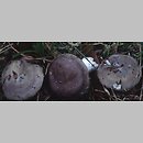 znalezisko 20010922.13.01 - Russula turci (gołąbek turecki); Dolny Śląsk, lasy milickie