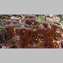 znalezisko 20010922.7.01 - Cantharellus tubaeformis (pieprznik trąbkowy); Dolny Śląsk, lasy milickie