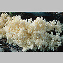 znalezisko 20010923.6.01 - Hericium coralloides (soplówka bukowa); Dolny Śląsk, lasy milickie