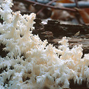 Hericium coralloides (soplÃ³wka bukowa)
