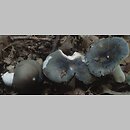 znalezisko 20010930.20.01 - Russula parazurea (gołąbek chmurny); Dolny Śląsk, Prusice-Żmigród