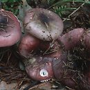 Russula fragilis (goÅ‚Ä…bek kruchy)