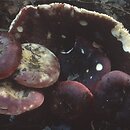 Russula atropurpurea (goÅ‚Ä…bek ciemnopurpurowy)