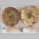znalezisko 20020622.2.02 - Russula violeipes (gołąbek fioletowonogi); Dolina Odry-Oławy