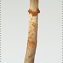 znalezisko 20020716.3.02 - Gymnopilus purpuratus; w szklarence w wysiewami kaktusów