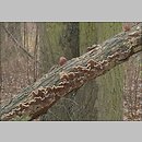 znalezisko 20021130.5.02 - Auricularia mesenterica (uszak skórnikowaty); okolice Wrocławia, dolina Odry-Oławy