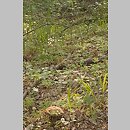 znalezisko 20030531.1.03 - Leccinellum pseudoscabrum (koźlarz grabowy); dolina Odry-Oławy