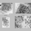 znalezisko 19990814.2.99 - Hymenopellis radicata (pieniążkówka gładkotrzonowa); Dolny Śląsk, lasy milickie