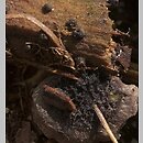 znalezisko 20040704.4.04 - Resupinatus trichotis (odgiętka czarniawa); okolice Turwi