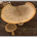 znalezisko 20040807.5.04 - Polyporus ciliatus (żagiew orzęsiona); lasy milickie