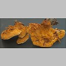 znalezisko 20040917.4.04 - Pycnoporellus fulgens (pomarańczowiec błyszczący); Puszcza Białowieska