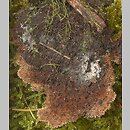 znalezisko 20040918.2.04 - Gloiodon strigosus (lepkoząb brązowy); Puszcza Białowieska