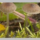 znalezisko 20041005.14.04 - Mycena vulgaris (grzybówka żelatynowoblaszkowa); Czechy, Szumava, Żofiński Prales NR