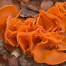 Aleuria aurantia (dzieżka pomarańczowa)