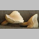 znalezisko 20041030.2.04 - Pleurotus dryinus (boczniak białożółty); Góry Kaczawskie