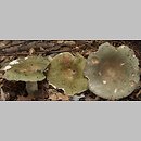 znalezisko 20050802.5.05 - Russula cyanoxantha (gołąbek zielonawofioletowy); okolice Kościerzyny
