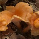 Cantharellus friesii (pieprznik pomaraÅ„czowy)