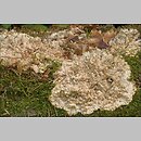 znalezisko 20060523.2.06 - Phlebia rufa (żylak czerwonawy); Puszcza Białowieska