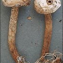 znalezisko 20060624.11.06 - Tulostoma melanocyclum (berłóweczka rudawa); Svaty Jan Moravski, Słowacja