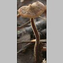 Auriscalpium vulgare (szyszkolubka kolczasta)