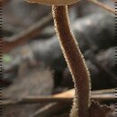 znalezisko 20060828.4.06 - Auriscalpium vulgare (szyszkolubka kolczasta); okolice Kościerzyny