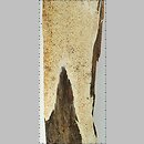 znalezisko 20060924.10.06 - Amyloporia sinuosa (jamkoporka pogięta); Puszcza Białowieska