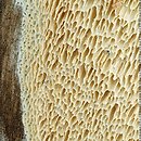Amyloporia sinuosa (jamkoporka pogięta)