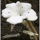 znalezisko 20060925.2.06 - Clitopilus scyphoides (bruzdniczek cienkokapeluszowy); Puszcza Białowieska
