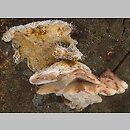 znalezisko 20060925.5.06 - Amylocystis lapponica (późnoporka czerwieniejąca); Puszcza Białowieska