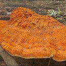 znalezisko 20060928.11.06 - Pycnoporellus fulgens (pomarańczowiec błyszczący); Puszcza Białowieska