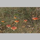 znalezisko 20070929.6.07 - Amanita muscaria (muchomor czerwony); Tomaszów Mazowiecki i okolice