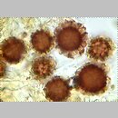 znalezisko 19990724.5.99 - Scleroderma bovista (tęgoskór kurzawkowy); Dolny Śląsk, dolina Odry