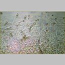 znalezisko 19991010.6.99 - Hebeloma crustuliniforme (włośnianka rosista); Dolny Śląsk, dolina Odry