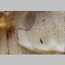 znalezisko 20101007.1.10 - Climacodon septentrionalis (zębniczek północny); Dolina Moczarnego, Wetlina, Bieszczady